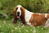 BASSET HOUND 074